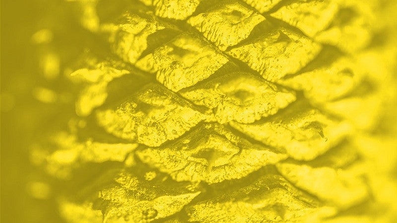 close-up photo of a pine cone with yellow overlay