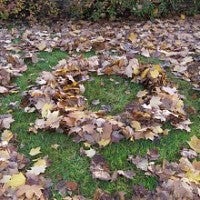 O made of leaves