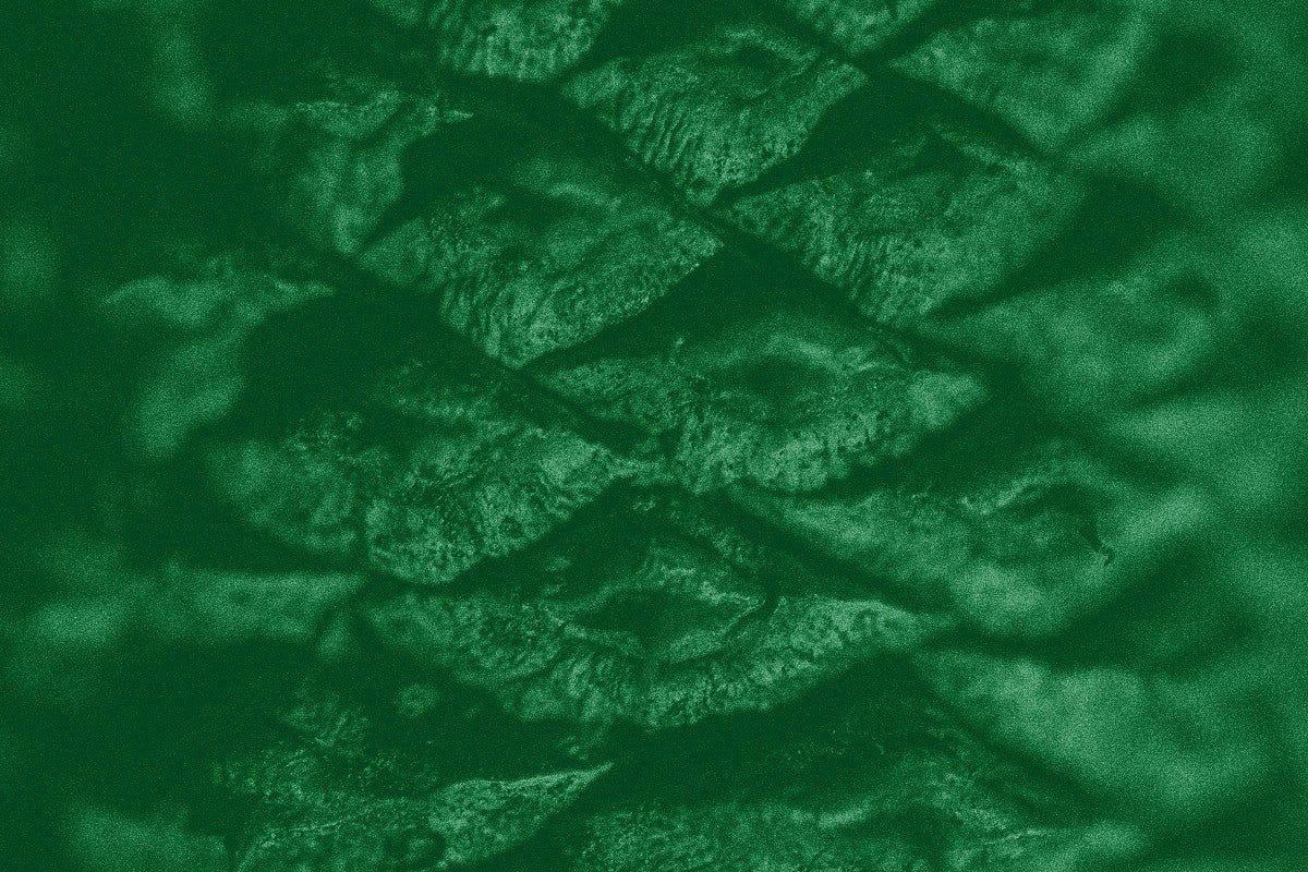 close-up view of pinecone with green overlay and texture