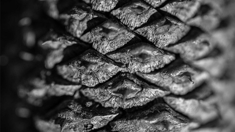 close-up greyscale photo of a pine cone