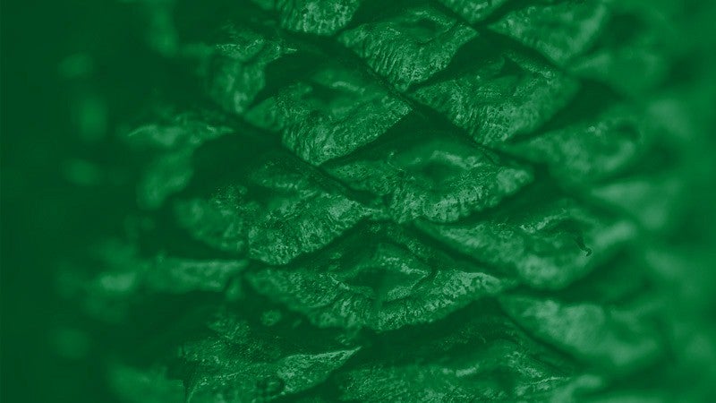 close-up photo of a pine cone with green overlay