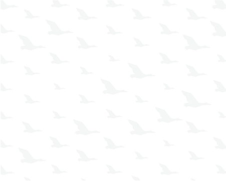 white background with soaring duck silhouettes in light gray