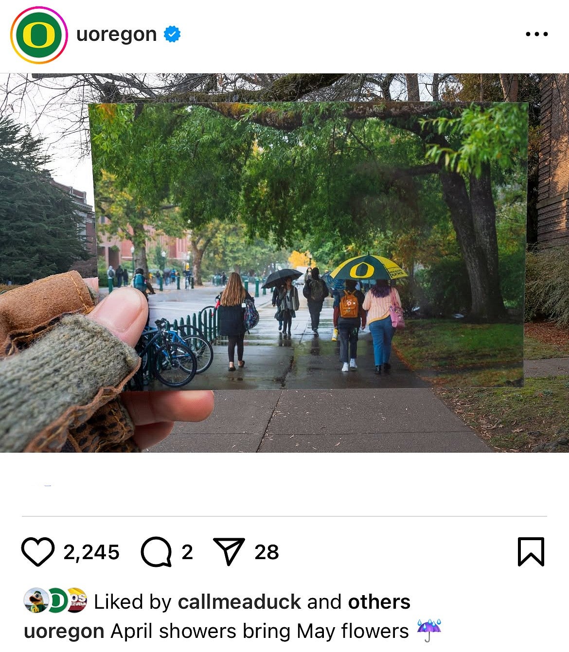 Students walking on campus in the rain. One is holding a UO umbrella.