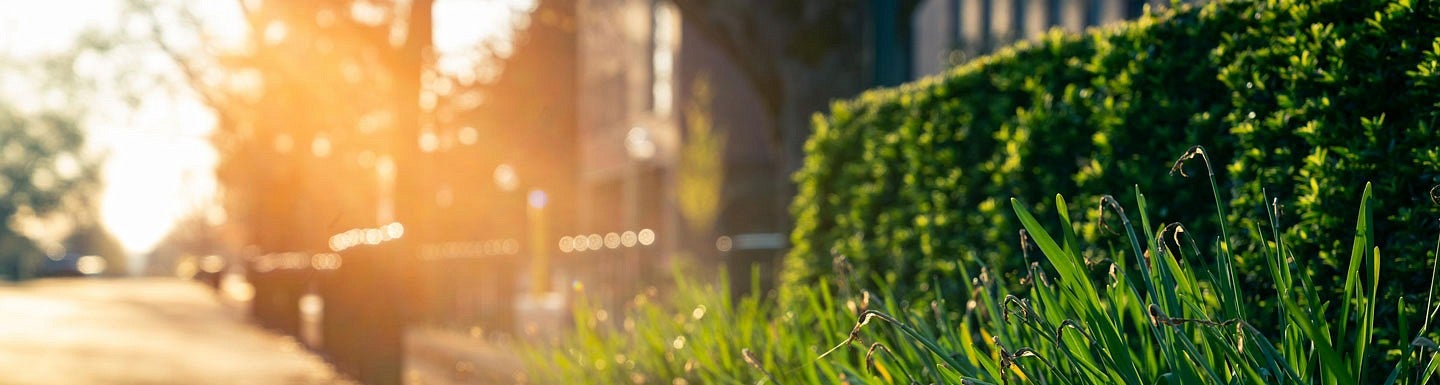 a sidewalk and greenery on the UO campus in Eugene on a sunny day