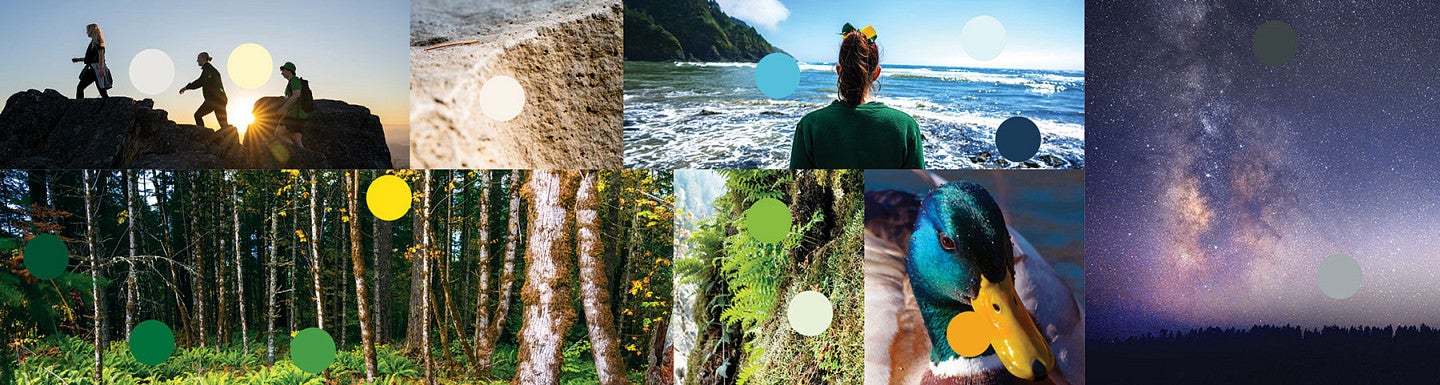 composite image showing brand colors in photography