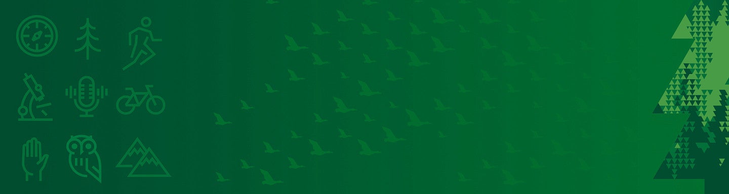 green gradient background with examples of brand icons, soaring ducks pattern, and tree element